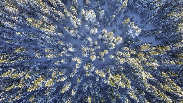 Pădure, Abstract, Îngheţat, Însorită