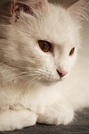 white, persian, fur