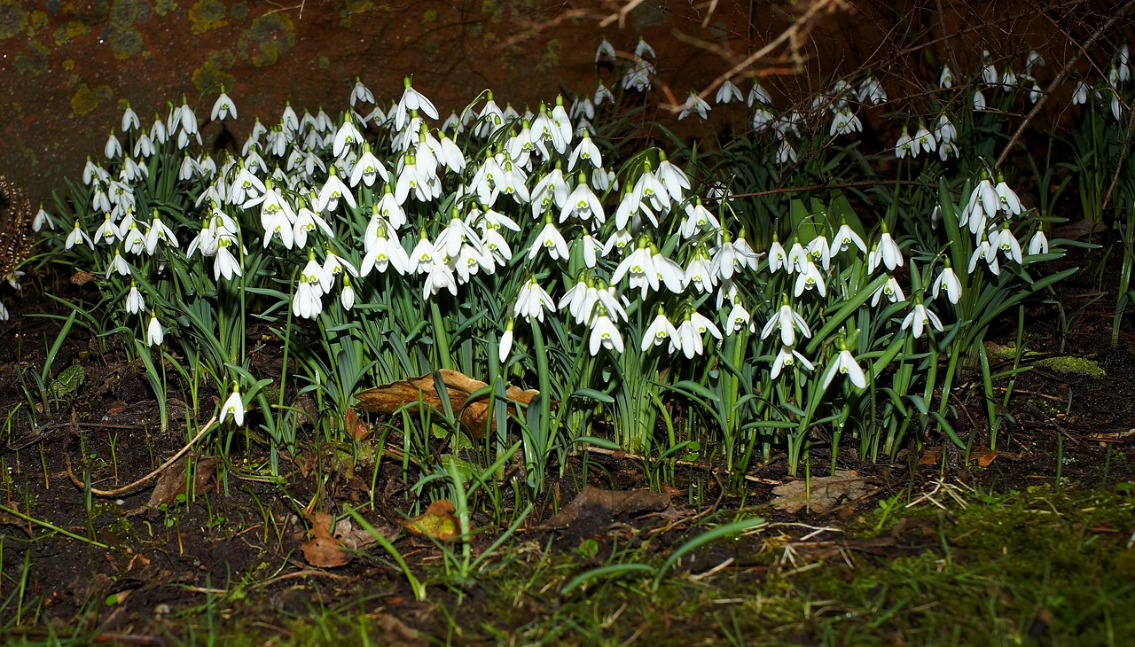 Download free HD stock image of Snowdrop Blossoms Free Snowdrop Blossoms photo and picture