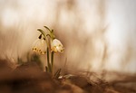 spring snowflake, spring, flowers