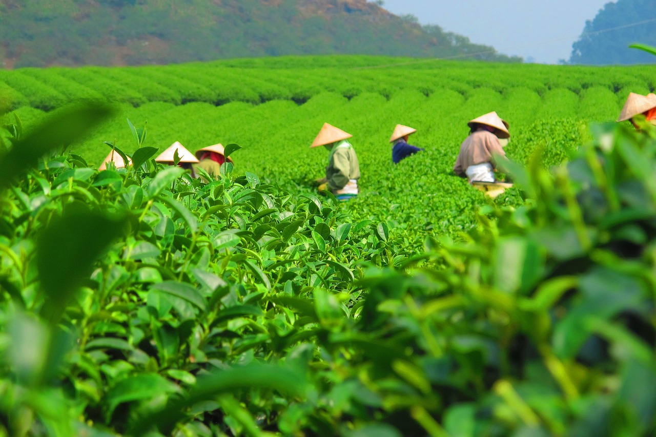 茶 种植园 收成 - Pixabay上的免费照片 - Pixabay