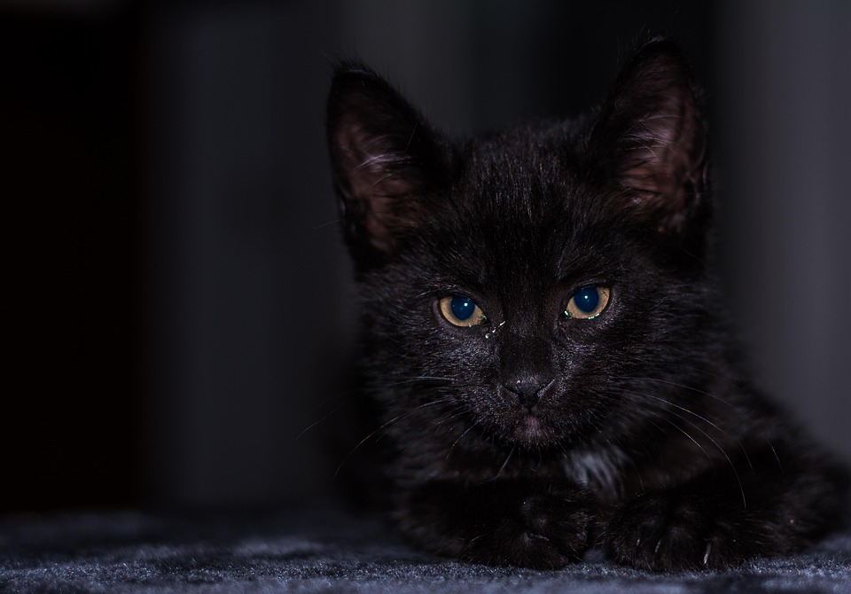 Chaton Bebe Chat Jeune Photo Gratuite Sur Pixabay