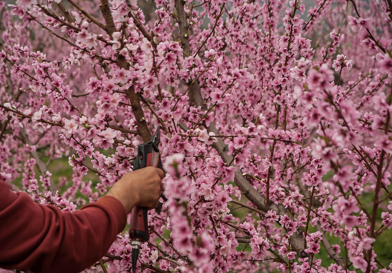 页面 3 - 超过 200 张关于“Prune”和“修剪”的免费图片 - Pixabay