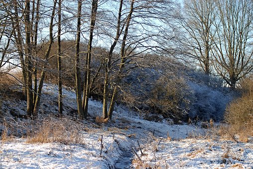 Free Winter Trees photo and picture