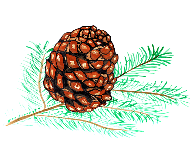 Free pine cones pine watercolor illustration