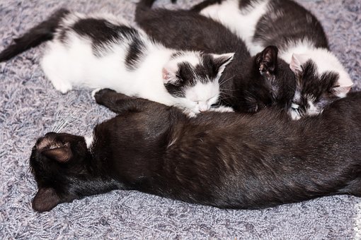 Baby Cat, Cat Baby, Kitten, Young Cat by JordanHoliday Baby Cat, Cat Baby, Kitten, Young Cat