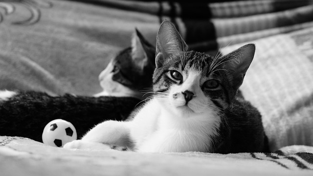 Free Animal Cat photo and picture