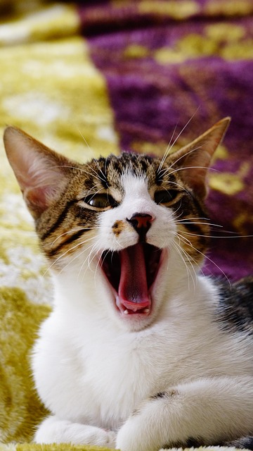 Free Yawning Cat Cat Yawn photo and picture