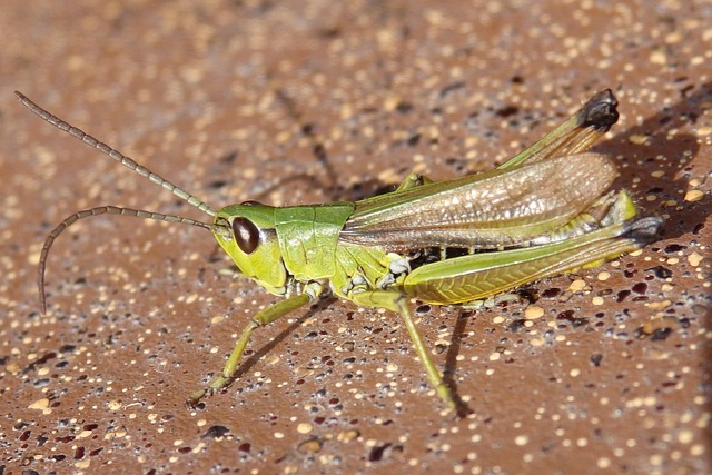 Free Insect Grasshopper photo and picture