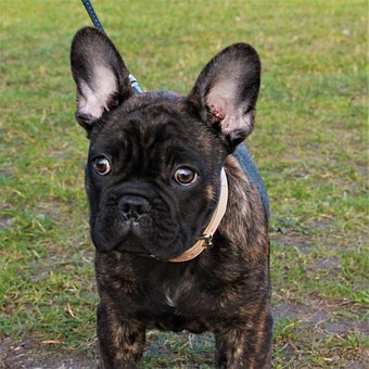 Hund, Fransk Bulldog, Hundehvalp, Husdyr
