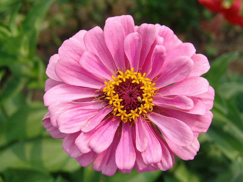 garten blumen lila, blume lila garten · kostenloses foto auf pixabay, Design ideen
