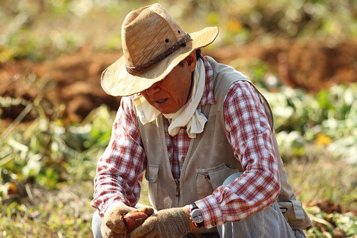 Straw Hat, Farmer Straw Hat, Farmer, Sweet Potato Farming