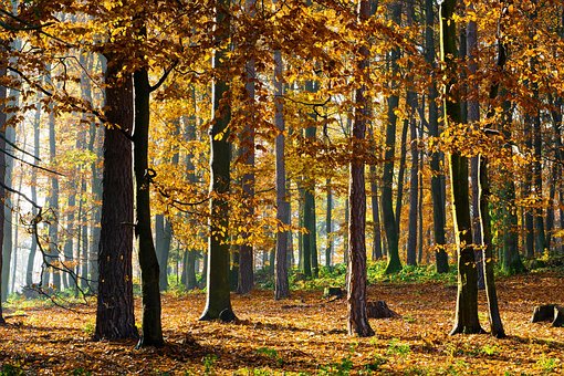Forest, Jesen, Green, Nature, Trees
