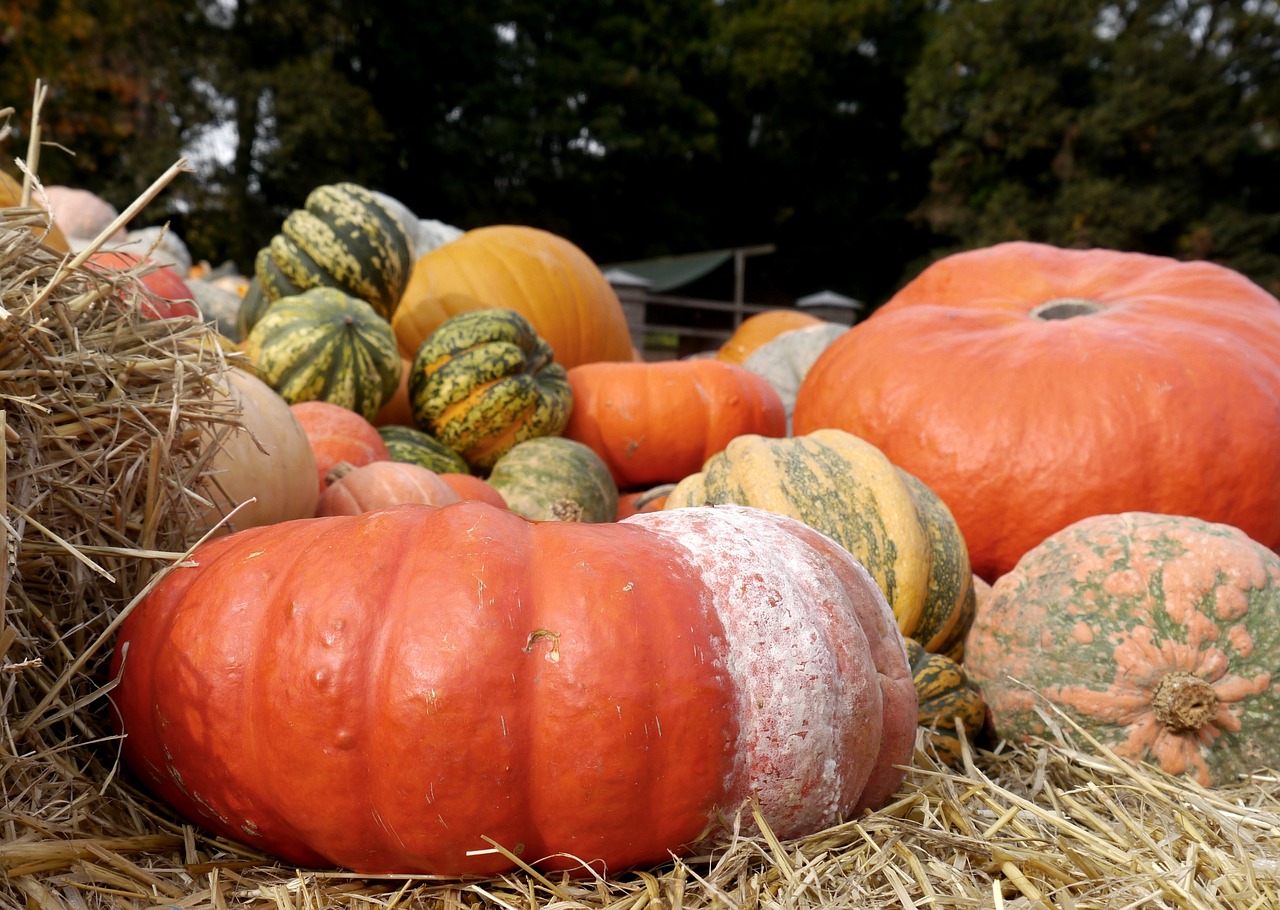 Pumpkin - free online jigsaw puzzle photo
