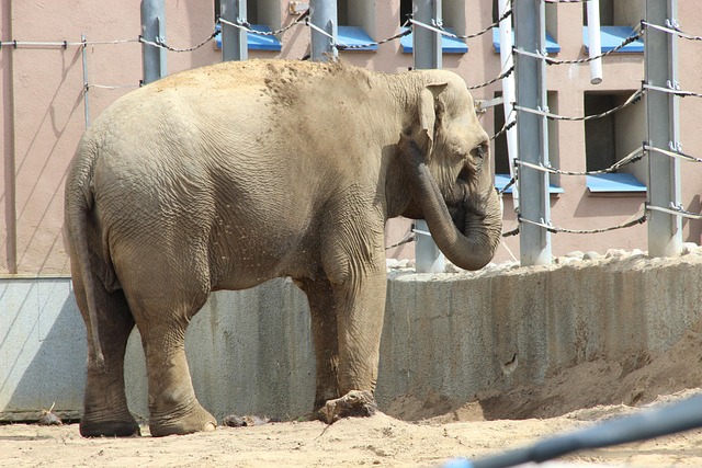 Moskauer Zoo, Zoo, Elefant, Sommer