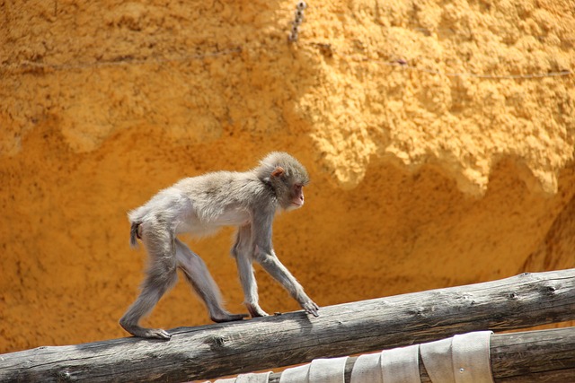 Moskauer Zoo, Zoo, Affe, Gelb