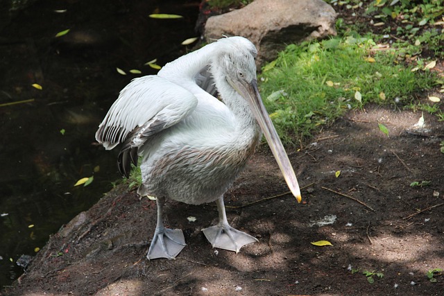 Moskauer Zoo, Zoo, Irina, Pelikan, Vögel