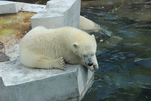 Polarbär, Zoo, Sommer, Tiere, Wasser