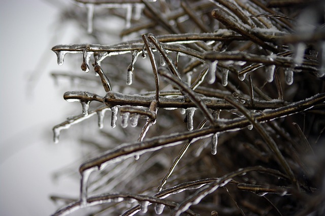 Free Frozen Branch Winter photo and picture