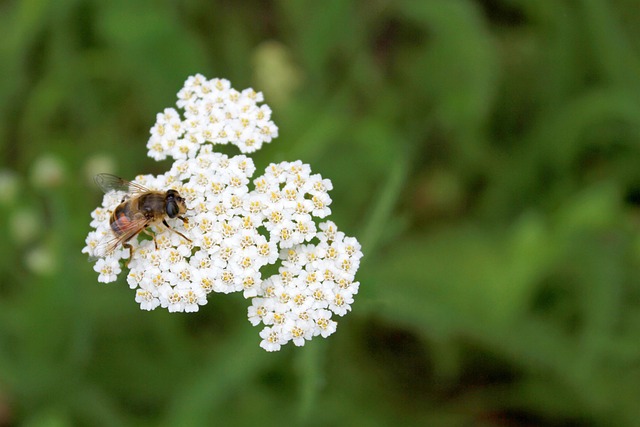 Biene, Blume, Natur, Feder, Blumentapete