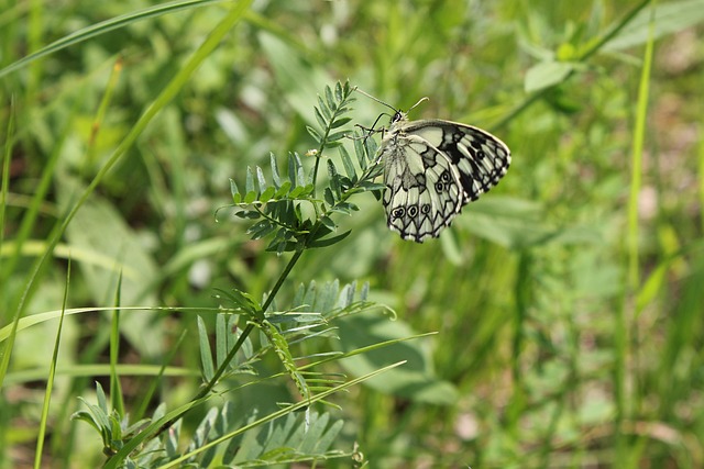 Schmetterling, Insekt, Natur, Sommer