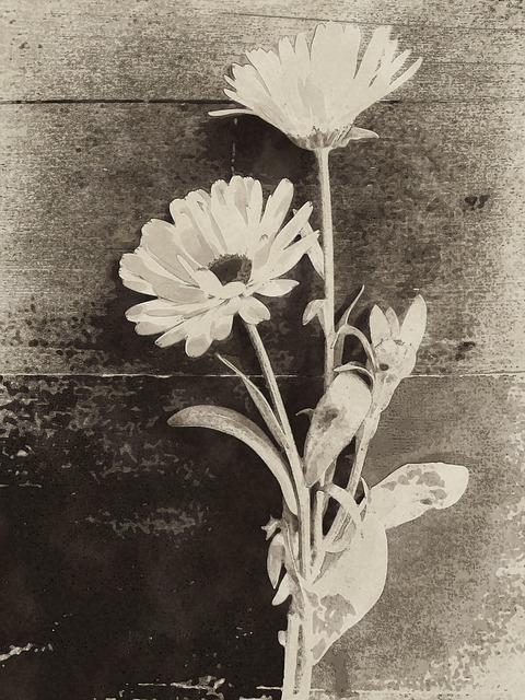 Free Flowers Calendula photo and picture