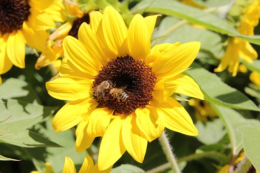 Sonnenblume, Natur, Schöne Blumen