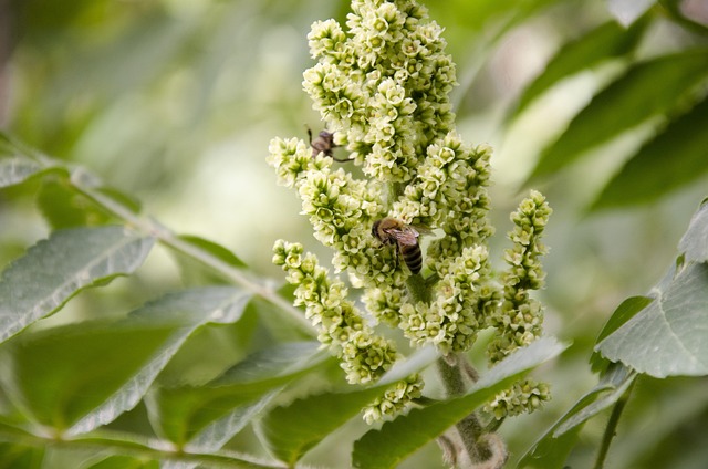 Free Bee Bees photo and picture