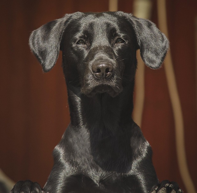 Free Labrador Labrador Retriever photo and picture