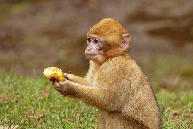 Free Ape Monkey photo and picture