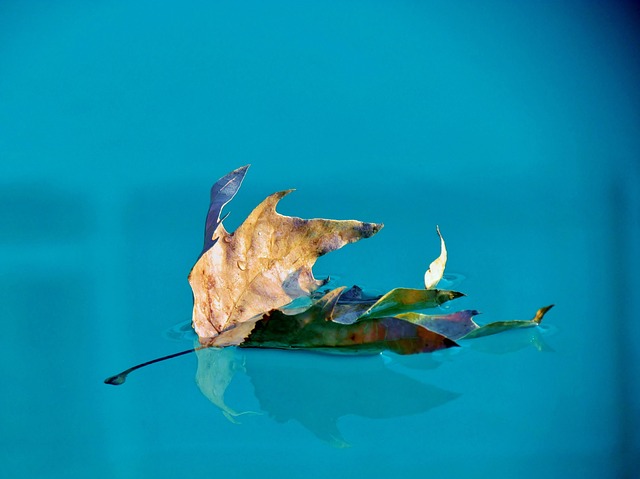 Wasser, Schwimmbad, Hellblau, Blatt