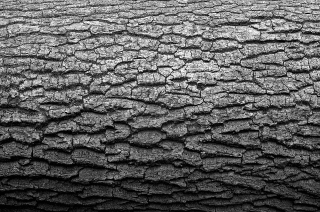 Free Log Minimal photo and picture