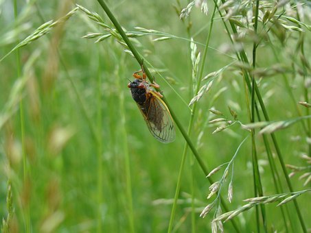 Free Magicicada Periodical Cicada photo and picture