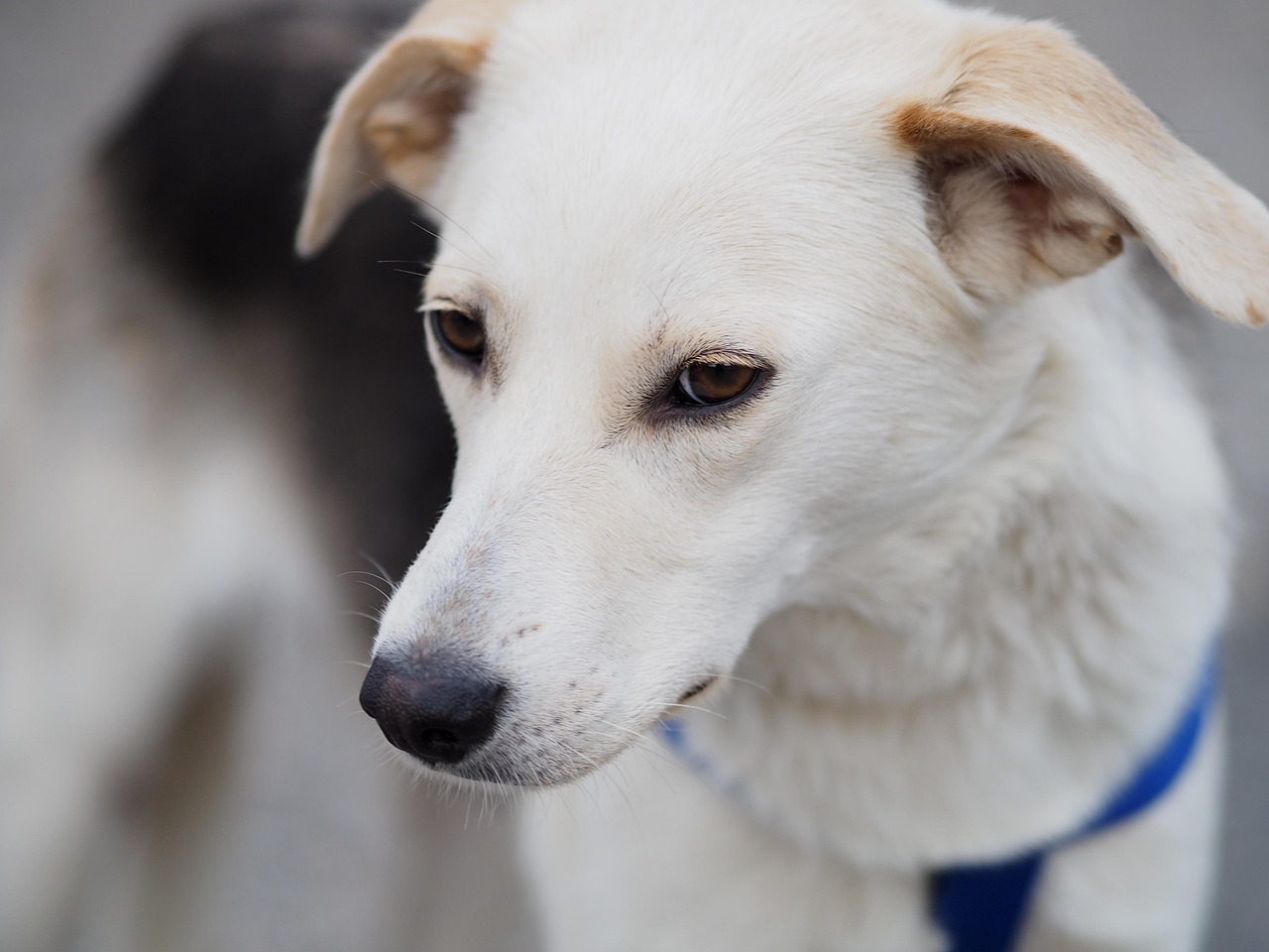 Hund Portrait Weißer - Kostenloses Foto auf Pixabay - Pixabay Hund Portrait Weißer - Kostenloses Foto auf Pixabay - Pixabay