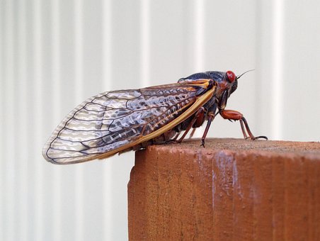 Free Magicicada Periodical Cicada photo and picture