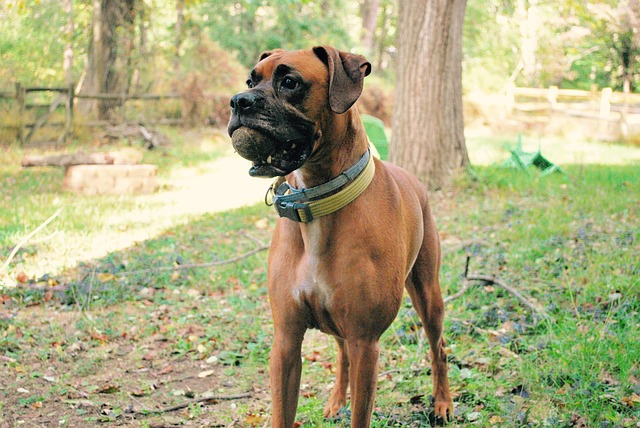 Boxer, Hunde, Haustiere, Tier