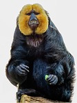 animal, monkey, saki