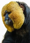 animal, monkey, saki