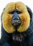 animal, monkey, saki