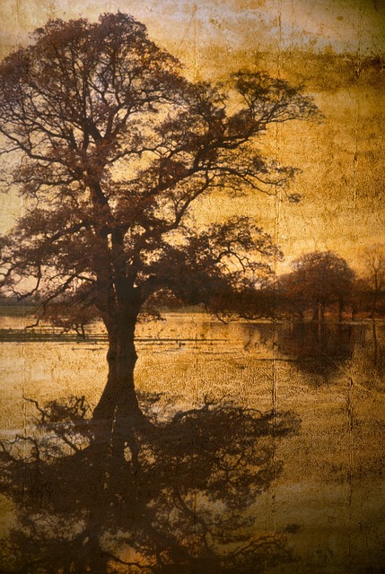 Free background tree vintage illustration