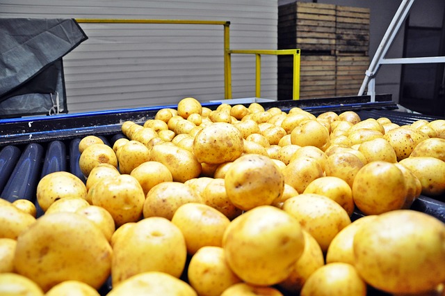 Free Potatoes Sorting photo and picture
