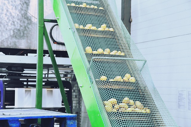 Free The Production Line Potatoes photo and picture