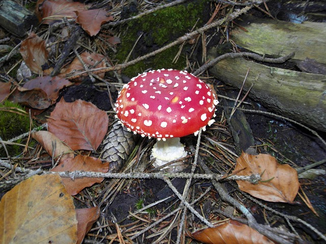 Free Toadstool Nature photo and picture