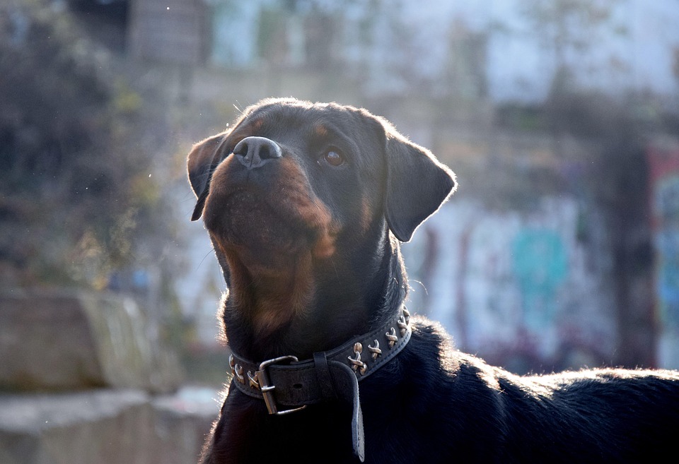 Dog, Winter, Fog, Rotweiler