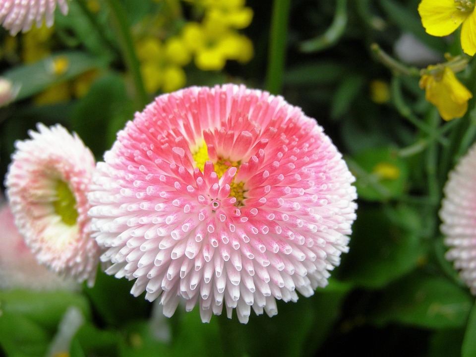 粉红色的花 双花 盛开 - Pixabay上的免费照片 - Pixabay