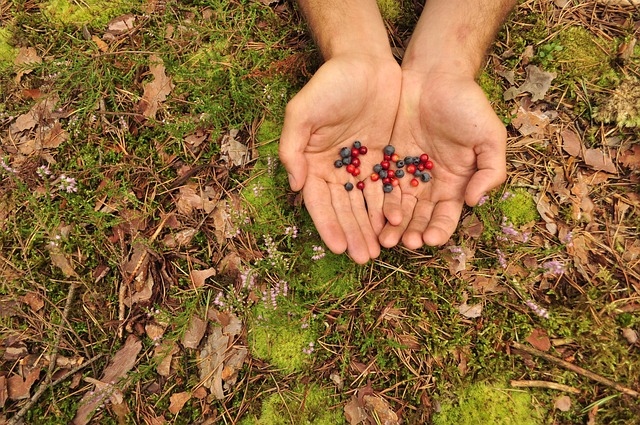 Free Hands Nature photo and picture