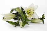 lily, blossom, bloom
