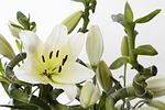 lily, blossom, bloom