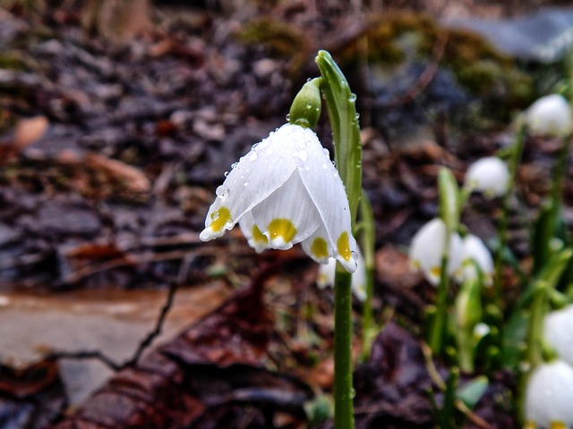 Free Bledule Flower photo and picture