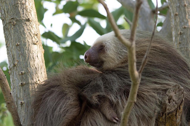 Free Wildlife Costa Rica photo and picture